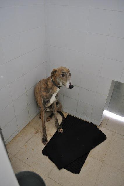 MUY URGENTE!! GALGO ATERRORIZADO EN LA PERRERA DE BADAJOZ.