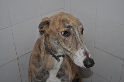 MUY URGENTE!! GALGO ATERRORIZADO EN LA PERRERA DE BADAJOZ.