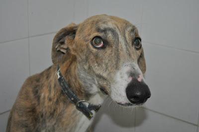 MUY URGENTE!! GALGO ATERRORIZADO EN LA PERRERA DE BADAJOZ.