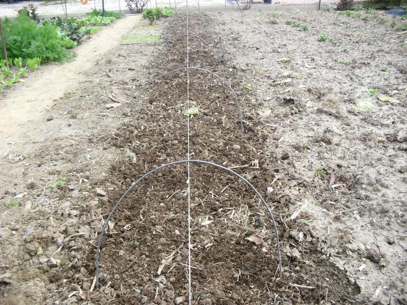 TRASPLANTE DE TOMATES, PIMIENTOS Y BERENJENAS