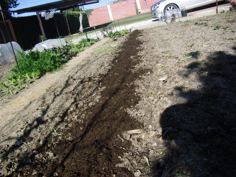 TRASPLANTE DE TOMATES, PIMIENTOS Y BERENJENAS