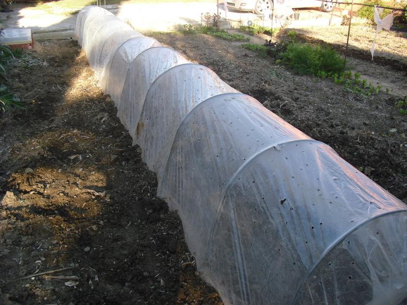 TRASPLANTE DE TOMATES, PIMIENTOS Y BERENJENAS