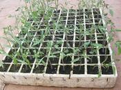 Trasplante tomates, pimientos berenjenas