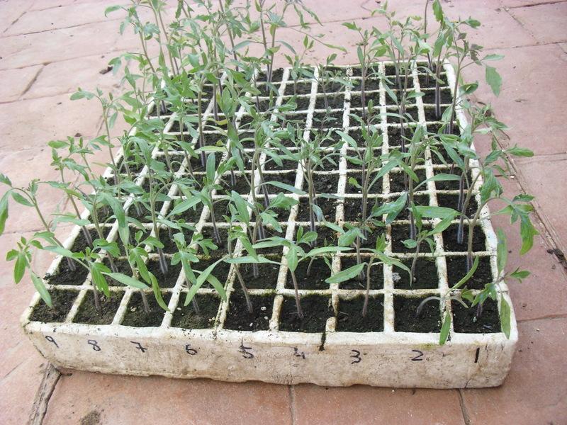 TRASPLANTE DE TOMATES, PIMIENTOS Y BERENJENAS