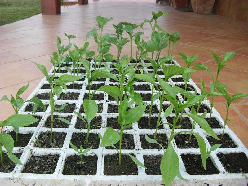 TRASPLANTE DE TOMATES, PIMIENTOS Y BERENJENAS