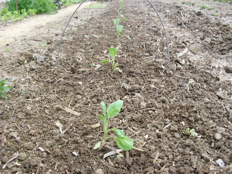 TRASPLANTE DE TOMATES, PIMIENTOS Y BERENJENAS