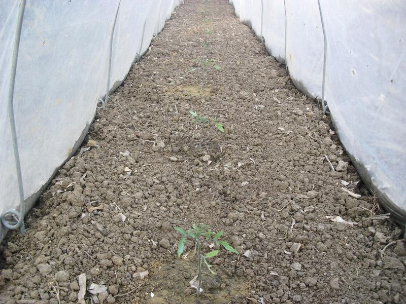 TRASPLANTE DE TOMATES, PIMIENTOS Y BERENJENAS