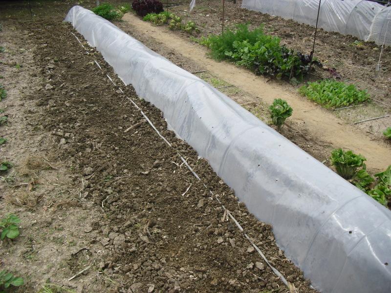 TRASPLANTE DE TOMATES, PIMIENTOS Y BERENJENAS