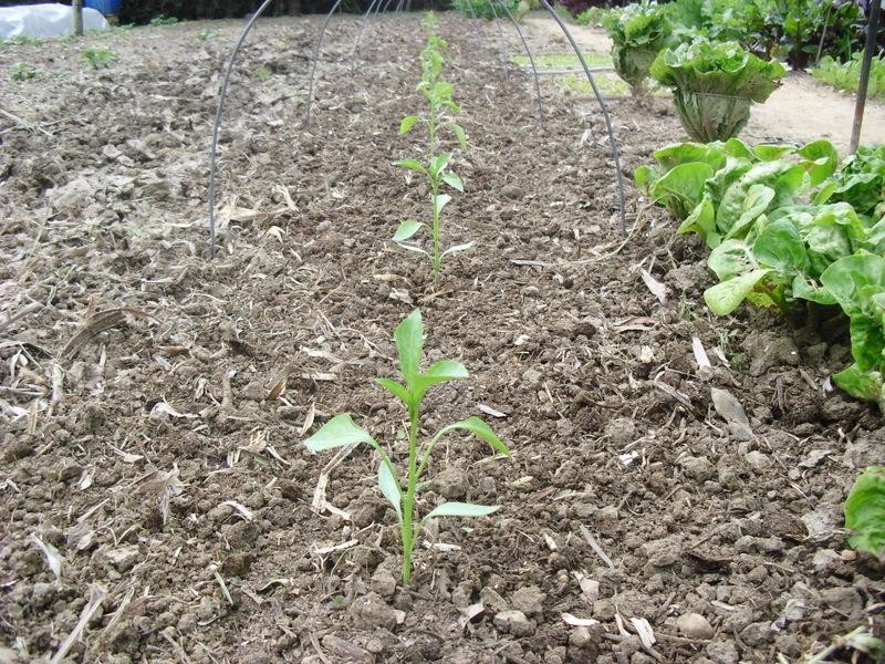 TRASPLANTE DE TOMATES, PIMIENTOS Y BERENJENAS