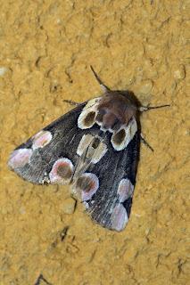 Para ampliar Thyatira batis (Linnaeus, 1758) hacer clic