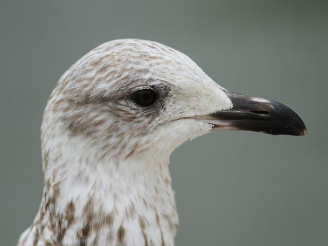 GULLS  EYES and beaks-OJOS Y PICOS