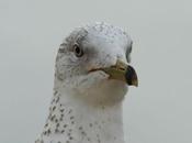 GULLS EYES beaks-OJOS PICOS
