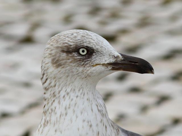 GULLS  EYES and beaks-OJOS Y PICOS