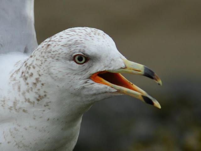 GULLS  EYES and beaks-OJOS Y PICOS