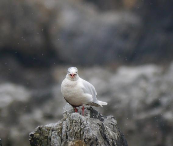 Gaviota agonizante