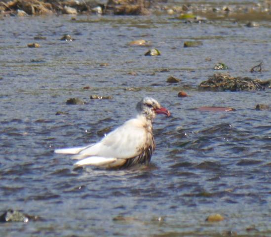 Gaviota agonizante