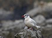 Gaviota agonizante