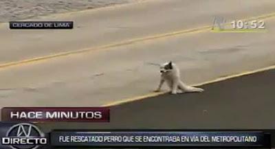 perro atropellado en metropolitano de Lima, Perú