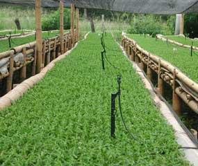 Aprende a Sembrar Stevia la Planta que Cura la Diabetes