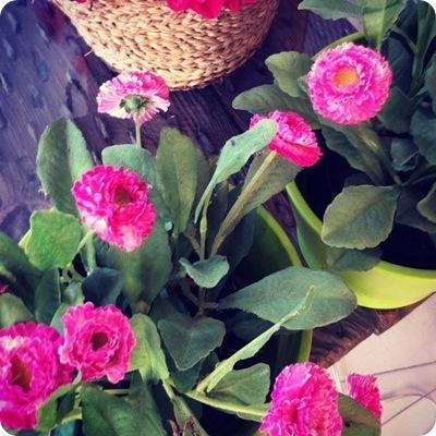 ¡VIVA LA PRIMAVERA!