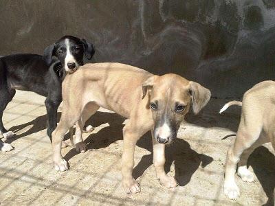 Cachorritos de galgo en adopción. (Zaragoza)