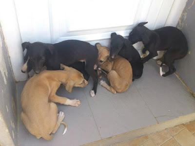 Cachorritos de galgo en adopción. (Zaragoza)