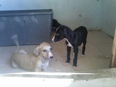 Cachorritos de galgo en adopción. (Zaragoza)