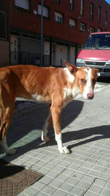 Podenco perdido en Terrassa hace unos 15 o 17 días.