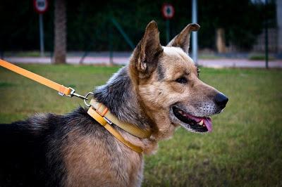 DALÍ, EN ADOPCIÓN‏.