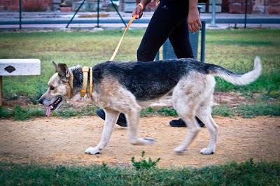 DALÍ, EN ADOPCIÓN‏.