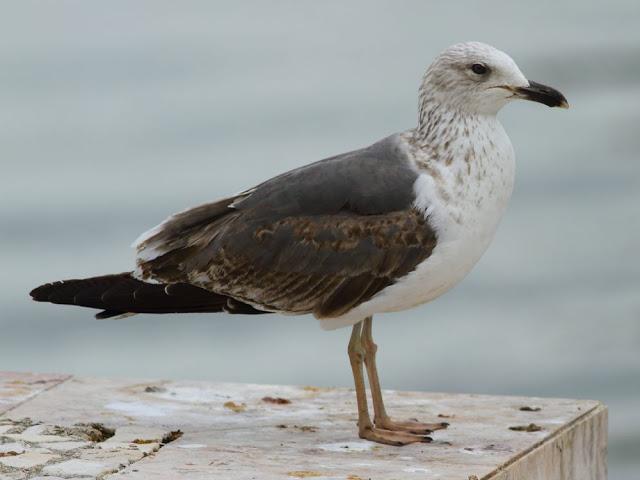 the beauty of the seagulls-la belleza de las gaviotas