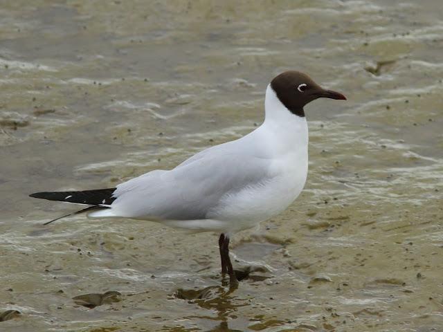 the beauty of the seagulls-la belleza de las gaviotas