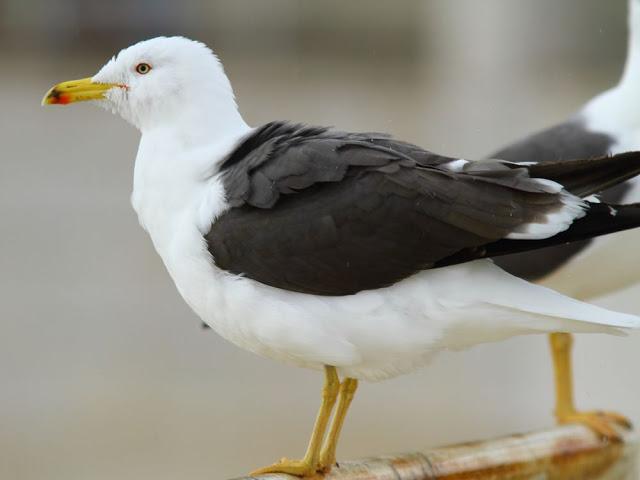 the beauty of the seagulls-la belleza de las gaviotas
