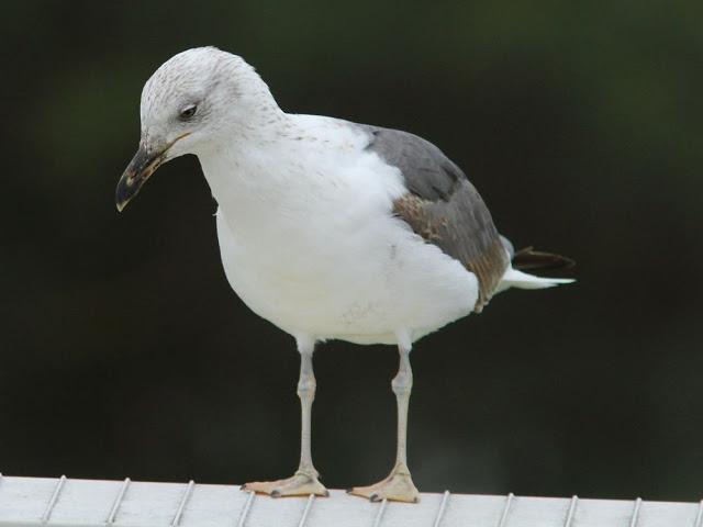 the beauty of the seagulls-la belleza de las gaviotas