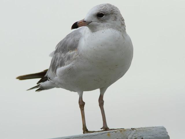 the beauty of the seagulls-la belleza de las gaviotas