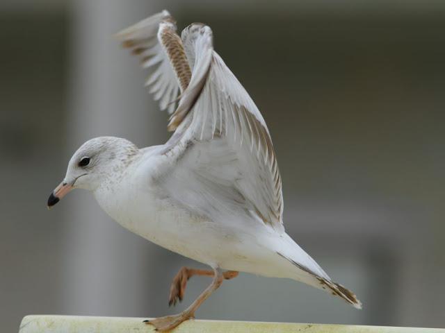 the beauty of the seagulls-la belleza de las gaviotas