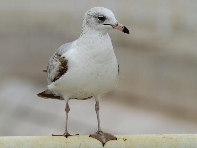 the beauty of the seagulls-la belleza de las gaviotas
