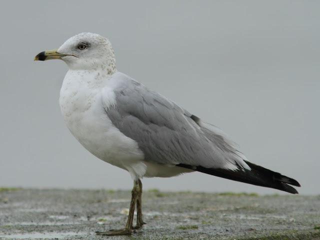 the beauty of the seagulls-la belleza de las gaviotas