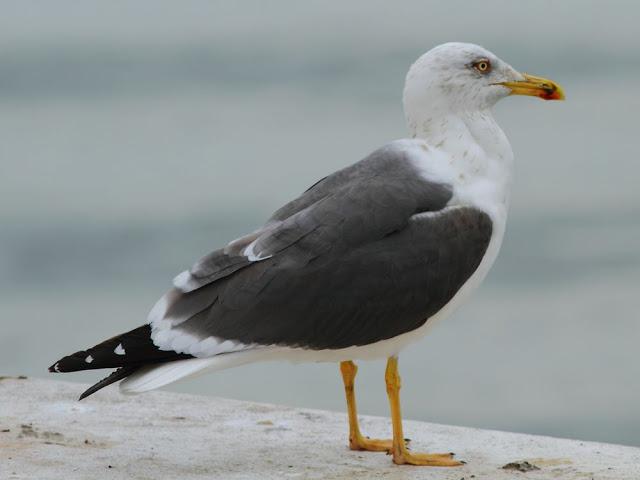 the beauty of the seagulls-la belleza de las gaviotas
