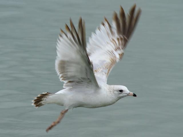 the beauty of the seagulls-la belleza de las gaviotas