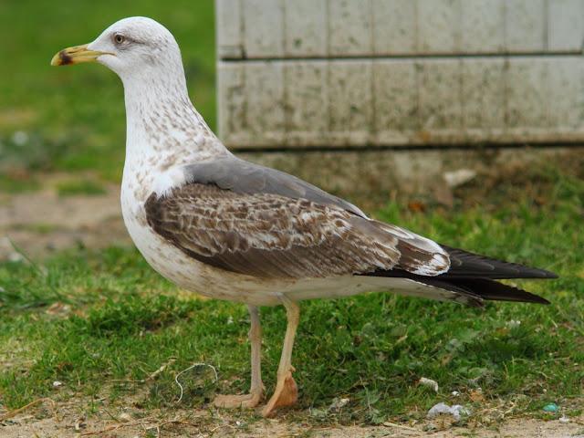 the beauty of the seagulls-la belleza de las gaviotas