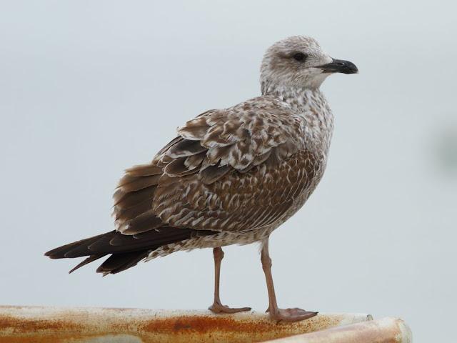 the beauty of the seagulls-la belleza de las gaviotas