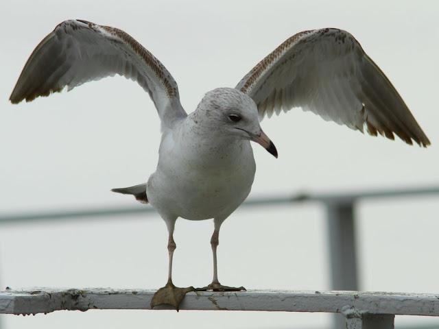 the beauty of the seagulls-la belleza de las gaviotas