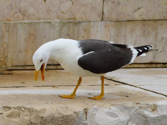 the beauty of the seagulls-la belleza de las gaviotas