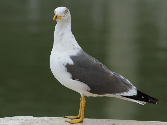 the beauty of the seagulls-la belleza de las gaviotas