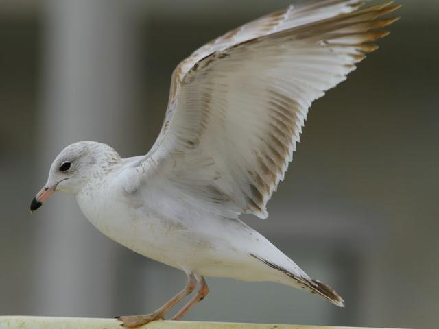 the beauty of the seagulls-la belleza de las gaviotas