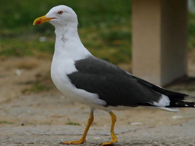 the beauty of the seagulls-la belleza de las gaviotas
