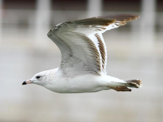 the beauty of the seagulls-la belleza de las gaviotas