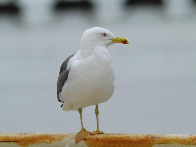 the beauty of the seagulls-la belleza de las gaviotas