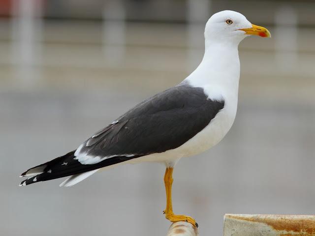 the beauty of the seagulls-la belleza de las gaviotas